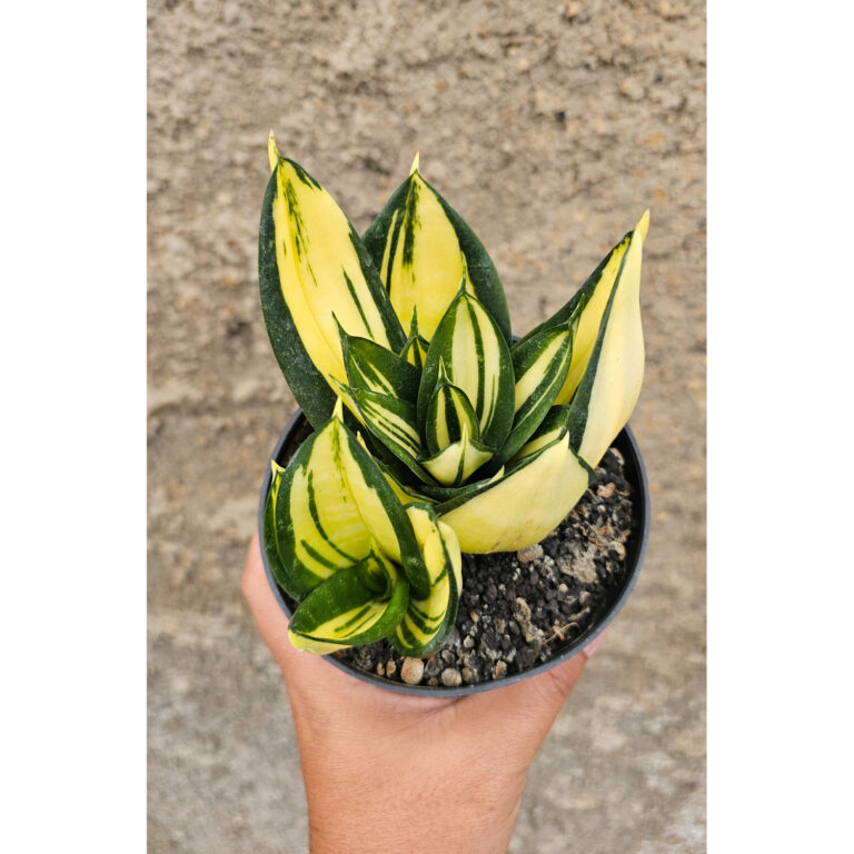 1270. Sansevieria Siam Tower