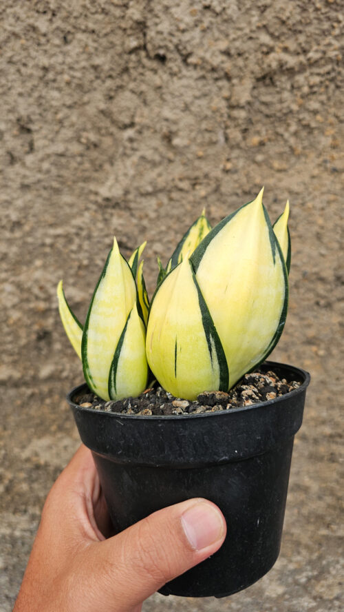 Sansevieria Siam Tower, real gallery image #4 plants. Picture taken directly from kaktus.id community Sansevieria farmer green houses.