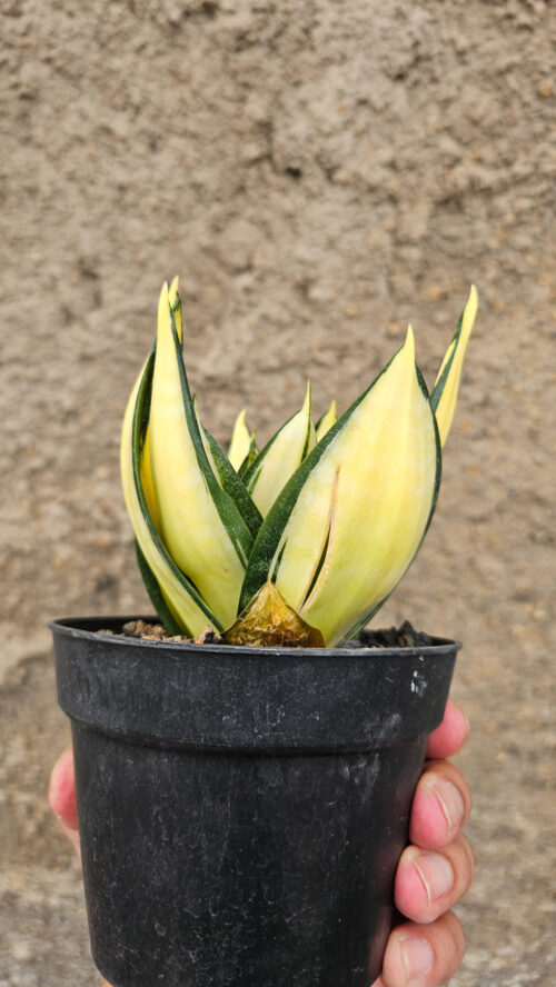 Sansevieria Siam Tower, real gallery image #5 plants. Picture taken directly from kaktus.id community Sansevieria farmer green houses.