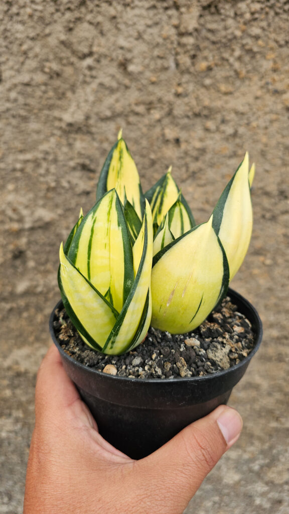 kaktus.id