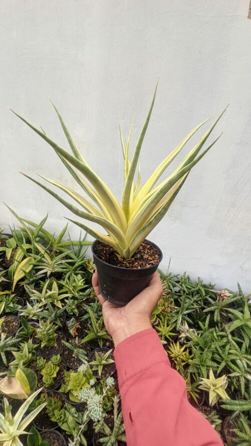 Sansevieria Gracilima, real gallery image #1 plants. Picture taken directly from kaktus.id community Sansevieria farmer green houses.
