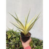 Sansevieria Gracilima, real feature image plant. Picture taken directly from kaktus.id community Sansevieria farmer green houses.