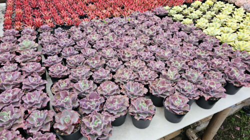 Echeveria Dragon Fin King Splash, real gallery image #8 plants. Picture taken directly from kaktus.id community Echeveria farmer green houses.