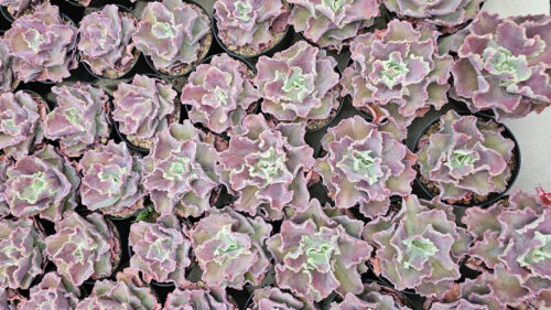 Echeveria Dragon Fin King Splash, real gallery image #3 plants. Picture taken directly from kaktus.id community Echeveria farmer green houses.