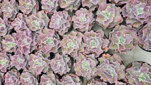 Echeveria Dragon Fin King Splash, real gallery image #1 plants. Picture taken directly from kaktus.id community Echeveria farmer green houses.