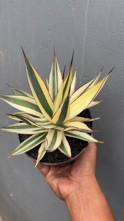 Agave Snow Glow Variegated Sectoral Half Moon, real gallery image #1 plants. Picture taken directly from kaktus.id community Agave farmer green houses.