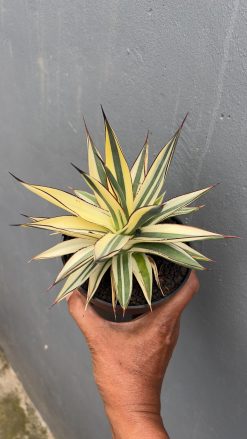 Agave Snow Glow Variegated Sectoral Half Moon, real gallery image #2 plants. Picture taken directly from kaktus.id community Agave farmer green houses.