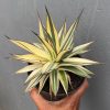 Agave Snow Glow Variegated Sectoral Half Moon, real feature image plant. Picture taken directly from kaktus.id community Agave farmer green houses.