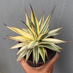 Agave Snow Glow Variegated Sectoral Half Moon, real feature image plant. Picture taken directly from kaktus.id community Agave farmer green houses.