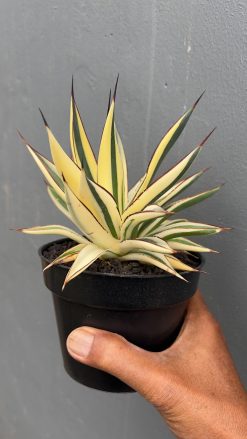 Agave Snow Glow Variegated Sectoral Half Moon, real gallery image #4 plants. Picture taken directly from kaktus.id community Agave farmer green houses.