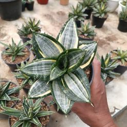 Sansevieria Hahnii Zebra