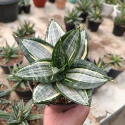 Sansevieria Hahnii Zebra