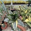 Sansevieria Hahnii Zebra