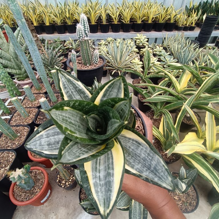 1213. Sansevieria Hahnii Zebra