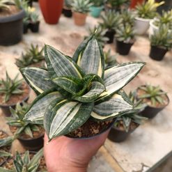 Sansevieria Hahnii Zebra