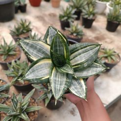 Sansevieria Hahnii Zebra