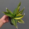 Sansevieria Black Rose Variegated Size 22 Cm, real feature image plant. Picture taken directly from kaktus.id community Sansevieria farmer green houses.
