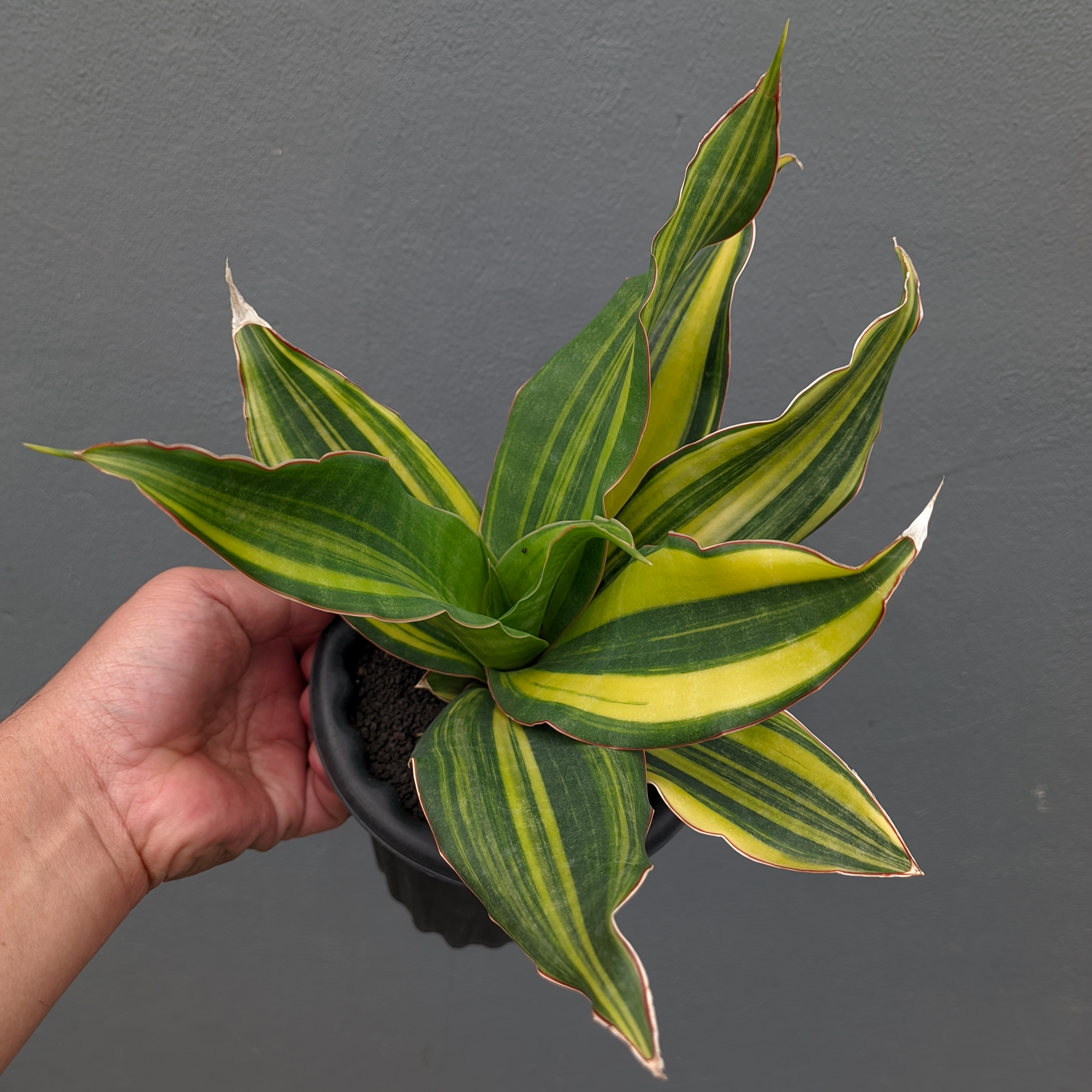 Sansevieria Black Rose Variegated Size 22 Cm For Sale - Real Pictures,  kaktus.id Plants Exporter
