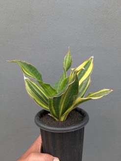 Sansevieria Black Rose Variegated Size 22 Cm, real gallery image #12 plants. Picture taken directly from kaktus.id community Sansevieria farmer green houses.