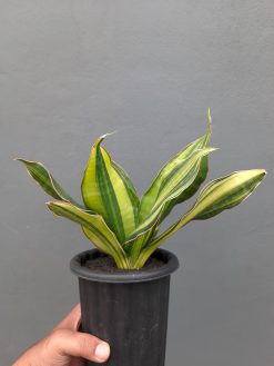 Sansevieria Black Rose Variegated Size 22 Cm, real gallery image #13 plants. Picture taken directly from kaktus.id community Sansevieria farmer green houses.