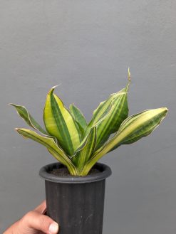 Sansevieria Black Rose Variegated Size 22 Cm, real gallery image #14 plants. Picture taken directly from kaktus.id community Sansevieria farmer green houses.