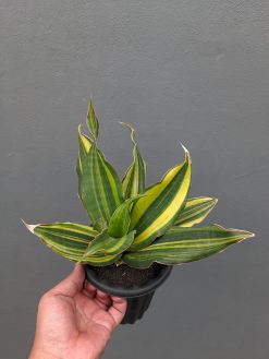 Sansevieria Black Rose Variegated Size 22 Cm, real gallery image #6 plants. Picture taken directly from kaktus.id community Sansevieria farmer green houses.