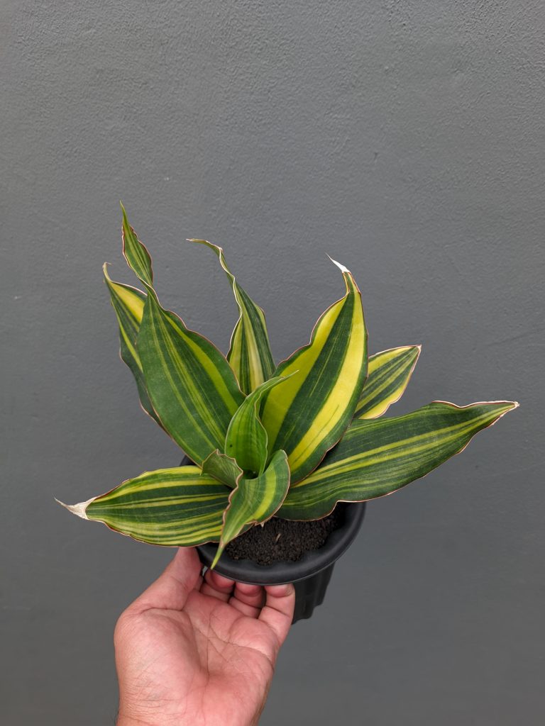 kaktus.id