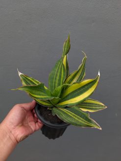 Sansevieria Black Rose Variegated Size 22 Cm, real gallery image #2 plants. Picture taken directly from kaktus.id community Sansevieria farmer green houses.