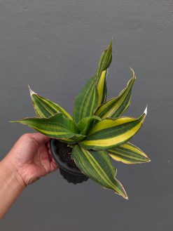 Sansevieria Black Rose Variegated Size 22 Cm, real gallery image #4 plants. Picture taken directly from kaktus.id community Sansevieria farmer green houses.