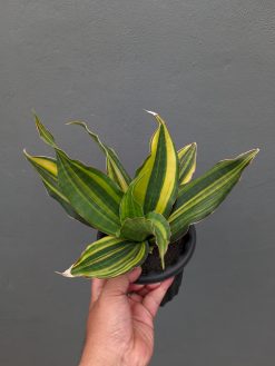 Sansevieria Black Rose Variegated Size 22 Cm, real gallery image #8 plants. Picture taken directly from kaktus.id community Sansevieria farmer green houses.