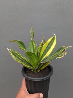 Sansevieria Black Rose Variegated Size 22 Cm, real gallery image #9 plants. Picture taken directly from kaktus.id community Sansevieria farmer green houses.