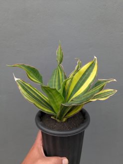 Sansevieria Black Rose Variegated Size 22 Cm, real gallery image #10 plants. Picture taken directly from kaktus.id community Sansevieria farmer green houses.