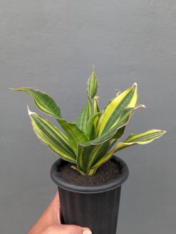 Sansevieria Black Rose Variegated Size 22 Cm, real gallery image #11 plants. Picture taken directly from kaktus.id community Sansevieria farmer green houses.