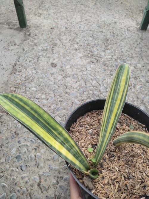 Sansevieria Baseball Variegated, real gallery image #19 plants. Picture taken directly from kaktus.id community Sansevieria farmer green houses.