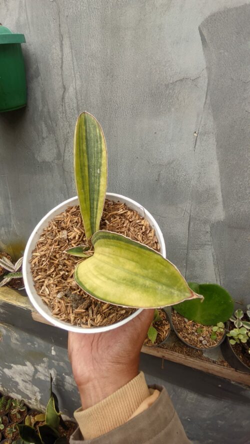Sansevieria Baseball Variegated, real gallery image #5 plants. Picture taken directly from kaktus.id community Sansevieria farmer green houses.