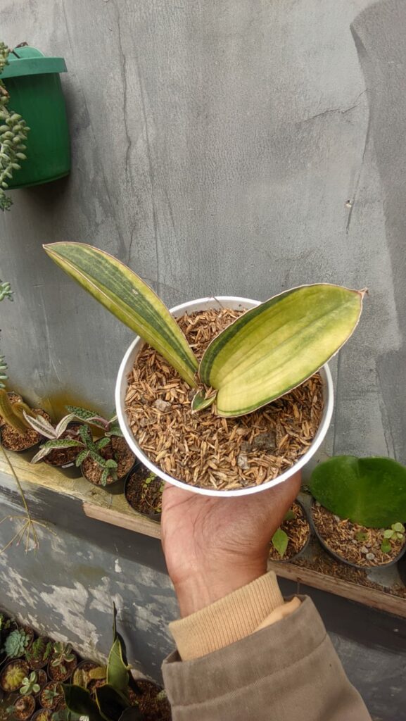 kaktus.id
