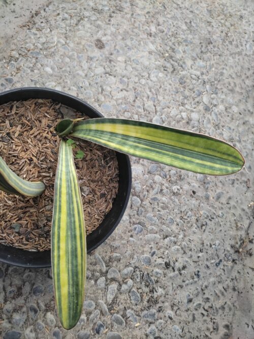 Sansevieria Baseball Variegated, real gallery image #4 plants. Picture taken directly from kaktus.id community Sansevieria farmer green houses.