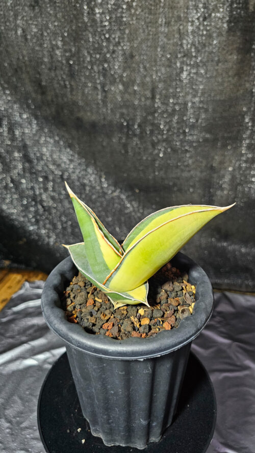 Sansevieria Banana Short Variegated, real gallery image #2 plants. Picture taken directly from kaktus.id community Sansevieria farmer green houses.
