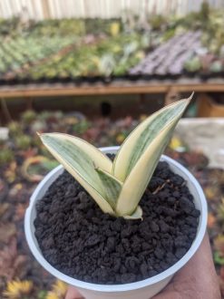 Sansevieria Marsanda White Variegated, real gallery image #2 plants. Picture taken directly from kaktus.id community Sansevieria farmer green houses.