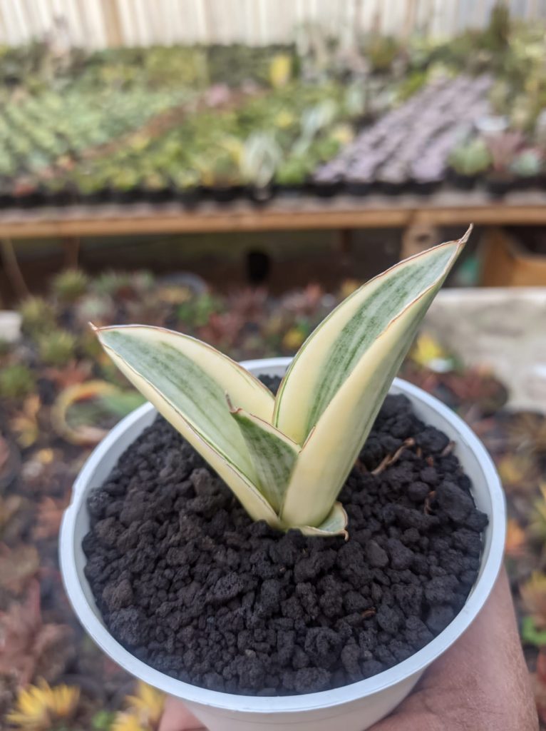 kaktus.id