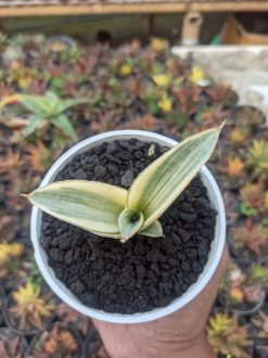Sansevieria Marsanda White Variegated, real gallery image #1 plants. Picture taken directly from kaktus.id community Sansevieria farmer green houses.