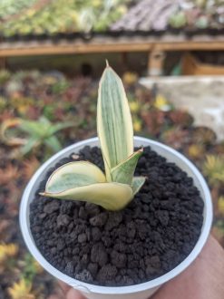 Sansevieria Marsanda White Variegated, real gallery image #3 plants. Picture taken directly from kaktus.id community Sansevieria farmer green houses.