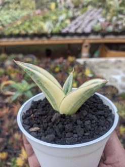 Sansevieria Marsanda White Variegated, real gallery image #4 plants. Picture taken directly from kaktus.id community Sansevieria farmer green houses.