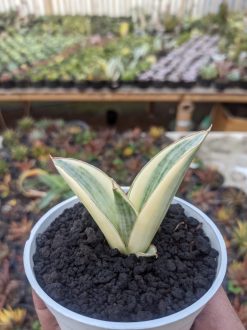 Sansevieria Marsanda White Variegated, real gallery image #5 plants. Picture taken directly from kaktus.id community Sansevieria farmer green houses.