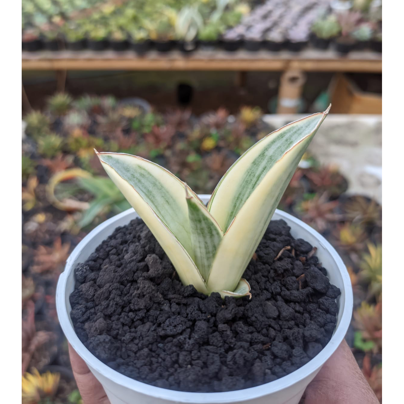 Sansevieria Marsanda White Variegated