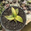 Sansevieria Kuku Bima Variegated, real feature image plant. Picture taken directly from kaktus.id community Sansevieria farmer green houses.