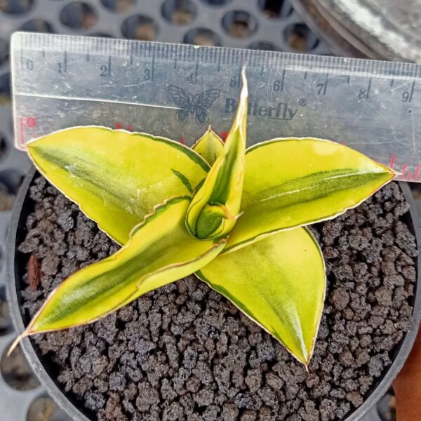 1272. Sansevieria Kuku Bima Variegated