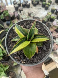 Sansevieria Kuku Bima Variegated, real gallery image #1 plants. Picture taken directly from kaktus.id community Sansevieria farmer green houses.