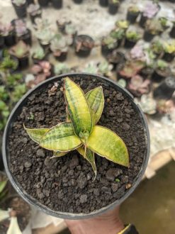 Sansevieria Kuku Bima Variegated, real gallery image #3 plants. Picture taken directly from kaktus.id community Sansevieria farmer green houses.