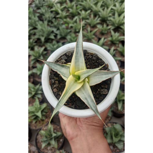 1273. Sansevieria Silver White